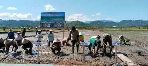Wujud Nyata Dukung Ketahanan Pangan, Babinsa Koramil 1505-02/Wasile Dampingi Penanaman Padi