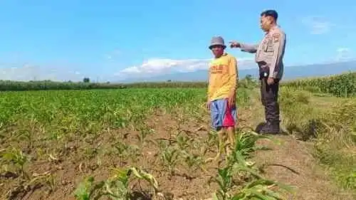 Polsek Sumberasih Turun ke Sawah, Dampingi Petani Jagung Demi Perkuat Ketahanan Pangan