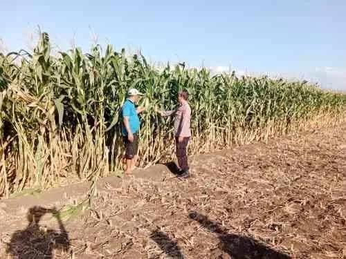 Dari Sawah untuk Negeri, Polsek Sumberasih Perkuat Ketahanan Pangan Bersama Petani