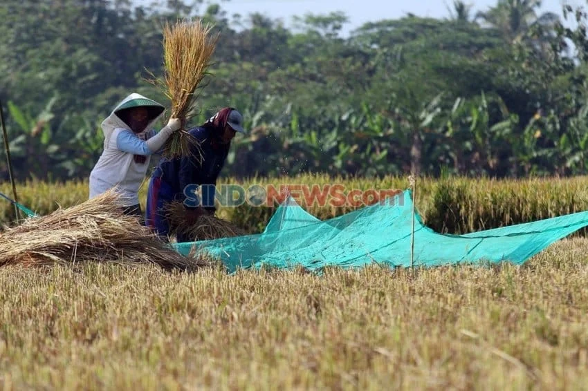 Menghadapi Ancaman El Nino Terhadap Ketahanan Produksi Padi