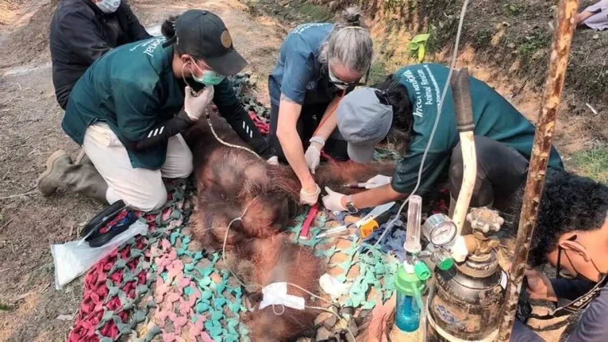 Tragedi Orangutan: Kematian Akibat Asap Karhutla