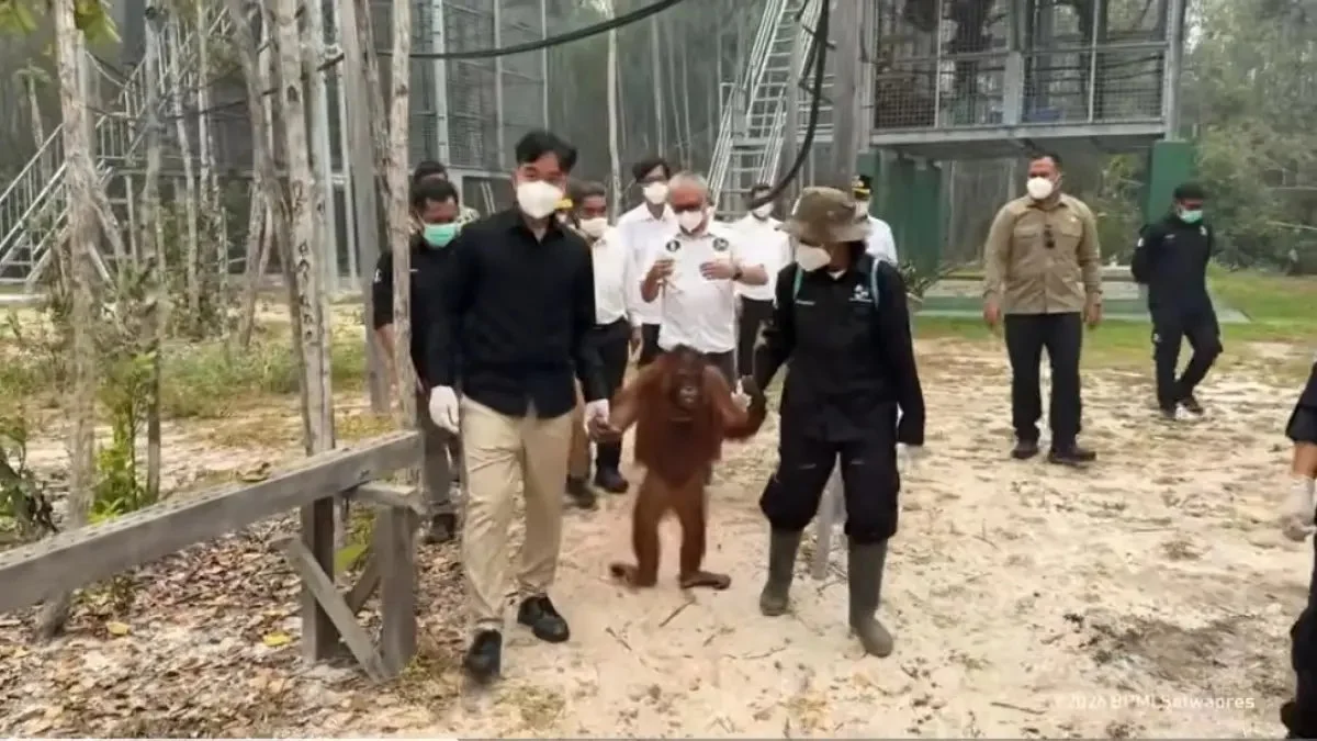 Kunjungan Gibran ke Pusat Rehabilitasi Orangutan: Memastikan Perlindungan Satwa di Tengah Kebakaran Hutan