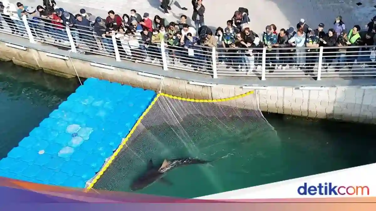 Hiu Bukangi Keluar dari Kanal Busan Setelah Tiga Kali Upaya Penyelamatan
