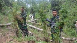 TNI Bersama Tim GabunganTemukan Dan Musnahkan 30.000 Batang Ganja di Mandailing Natal