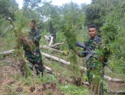 TNI Bersama Tim GabunganTemukan Dan Musnahkan 30.000 Batang Ganja di Mandailing Natal