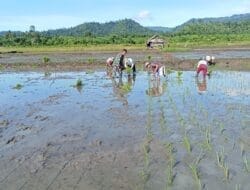 Dekat Dengan Warga, Babinsa Kodim 1505 Tidore Turun ke Sawah Bantu Petani Tanam Padi