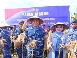 Danlanud Sultan Hasanuddin Pimpin Panen Jagung Hibrida di Lahan Binaan Lanud Seluas 53 Hektar, Dukung Ketahanan Pangan Nasional