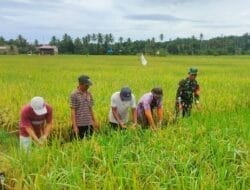 Sinergi Babinsa Sumbersari Bersama Poktan Sari Rezeki Wujudkan Ketahanan Pangan Wilayah