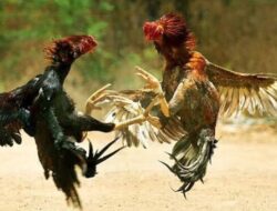 Perjudian Sabung Ayam dan Dadu di Desa Siman Kediri Kian Marak, Warga Minta Aparat Tegas