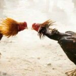 Sabung Ayam Ilegal di Desa Bulusari Tulungagung: Aparat Terduga Diamkan, Masyarakat Resah