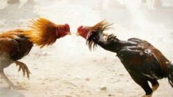 Sabung Ayam Ilegal di Desa Bulusari Tulungagung: Aparat Terduga Diamkan, Masyarakat Resah