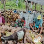 Wujud Kepedulian, Babinsa Koramil 03/Maba Dukung Pengolahan Kopra di Desa Binaan Halmahera Timur – Babinsa Koramil 1505-03/Maba Kodim 1505/Tidore, Serda Muhammad Awal Laode, melaksanakan kegiatan membantu warga binaan dalam proses pengolahan kelapa menjadi kopra di Desa Dororamo, Kecamatan Maba Tengah, Kabupaten Halmahera Timur, Kamis (02/10/2025). Serda Muhammad Awal Laode terlihat ikut serta menyerok isi kelapa yang telah dibelah untuk dijemur hingga kering. Kopra yang dihasilkan nantinya akan dijual oleh warga sebagai salah satu sumber penghasilan utama warga Desa. Menurutnya, keterlibatan Babinsa dalam aktivitas masyarakat adalah bentuk nyata pendampingan dan dukungan terhadap warga binaan agar tetap bersemangat dalam meningkatkan perekonomian keluarga. “Kami sebagai Babinsa tidak hanya bertugas menjaga keamanan, tetapi juga berperan aktif membantu masyarakat dalam kegiatan sehari-hari, termasuk dalam pengolahan kopra yang menjadi mata pencaharian utama warga di sini,” ungkap Serda Muhammad Awal Laode.***