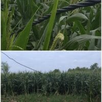 Kabel Listrik PLN Tergeletak di Lahan Pertanian, Nyawa Warga Prunggahan Wetan Seolah Dianggap Murah