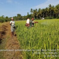 Babinsa Koramil 1505-02/Wasile Bantu Warga Lakukan Penyemprotan Padi di Sawah