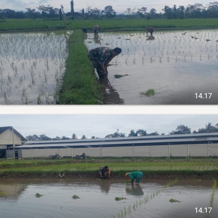 Dukung Ketahanan Pangan Nasional, Serda Dedy Awang Dampingi Penanaman Padi Milik Bapak Sumino