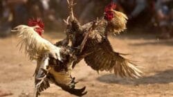 Judi Sabung Ayam Diduga Kebal Hukum di Nganjuk, Publik Desak Kapolri Turun Tangan