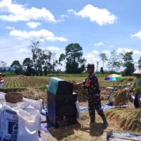 Dukung Swasembada Pangan Nasional, Babinsa Desa Slumbung Dampingi Petani Panen Padi