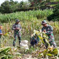 Dukung Ketahanan Pangan, Anggota Satgas TMMD Bantu Warga Panen Jagung