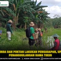 Babinsa dan Poktan Lakukan Pengasapan, Upaya Penanggulangan Hama Tikus