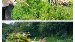 Wujud Kemanunggalan, Satgas TMMD Ke 127 Kodim 0808 Bantu Warga Panggul Pakan Ternak Dari Kebun