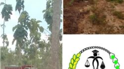 Tambang Diduga Ilegal Menggila di Tuban, Hukum Dikubur Hidup-Hidup oleh Pembiaran Aparat