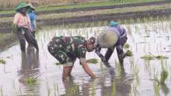 Wujud Ketahanan Pangan, Babinsa Rembang Dampingi Petani Tanam Padi Di Sananwetan