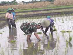 Wujud Ketahanan Pangan, Babinsa Rembang Dampingi Petani Tanam Padi Di Sananwetan