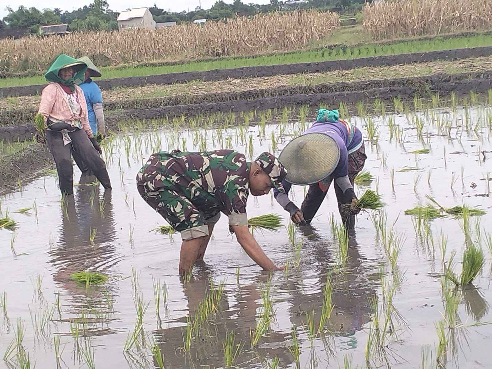 Wujud Ketahanan Pangan, Babinsa Rembang Dampingi Petani Tanam Padi Di Sananwetan