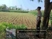 Kapolsek Sumberasih Tegaskan Polisi Harus Bermanfaat, Langsung Dampingi Petani Jagung