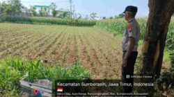 Kapolsek Sumberasih Tegaskan Polisi Harus Bermanfaat, Langsung Dampingi Petani Jagung