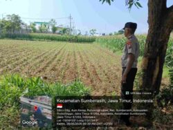 Kapolsek Sumberasih Tegaskan Polisi Harus Bermanfaat, Langsung Dampingi Petani Jagung