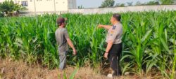 Ketahanan Pangan Jadi Prioritas, Polres Probolinggo Kota Sambangi Petani Jagung