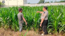 Ketahanan Pangan Jadi Prioritas, Polres Probolinggo Kota Sambangi Petani Jagung