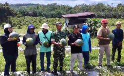 Babinsa Dampingi Ketua KTNA Panen Semangka Wujudkan Ketahanan Pangan di wilayah