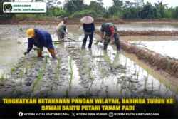 Tingkatkan Ketahanan Pangan Wilayah, Babinsa Turun ke Sawah Bantu Petani Tanam Padi