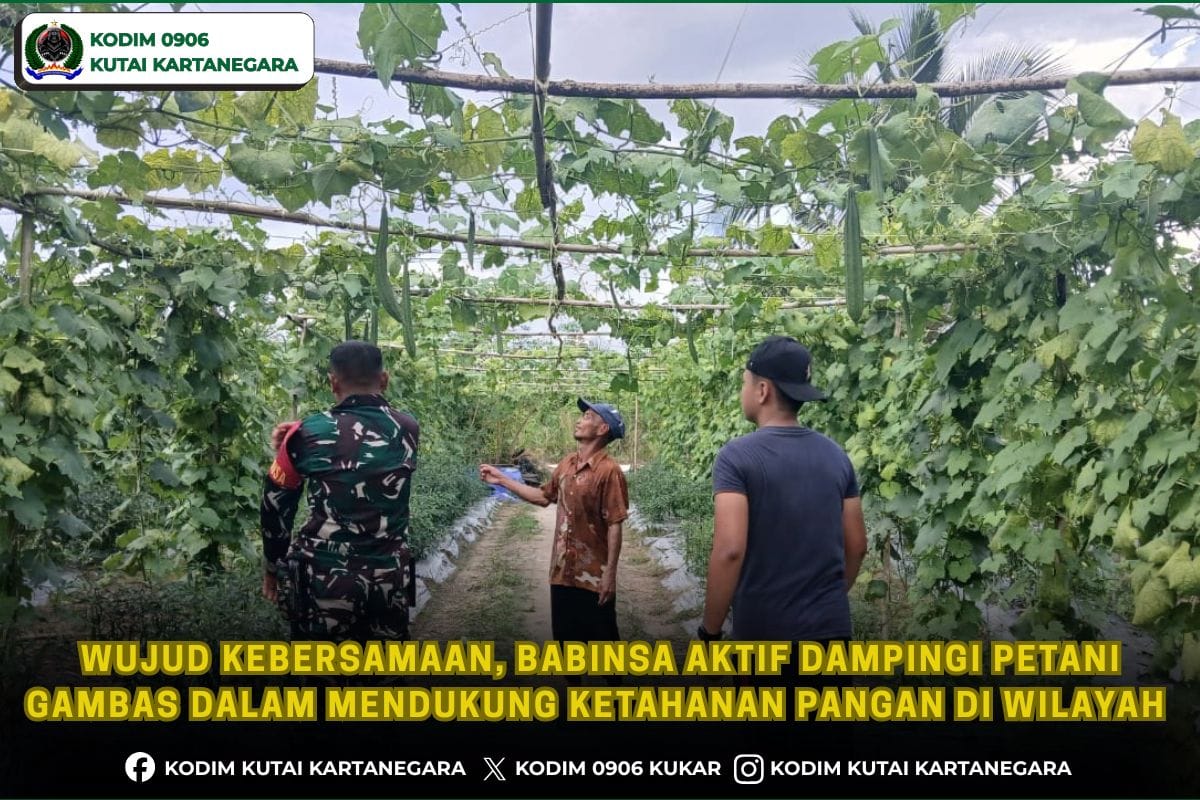 Wujud Kebersamaan, Babinsa Aktif Dampingi Petani Gambas Dalam Mendukung Ketahanan Pangan Di Wilayah