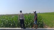 Dukung Program Presiden, Polisi Intensif Dampingi Petani Jagung di Probolinggo Kota