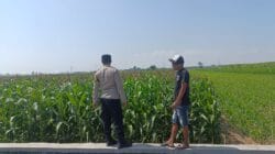 Dukung Program Presiden, Polisi Intensif Dampingi Petani Jagung di Probolinggo Kota