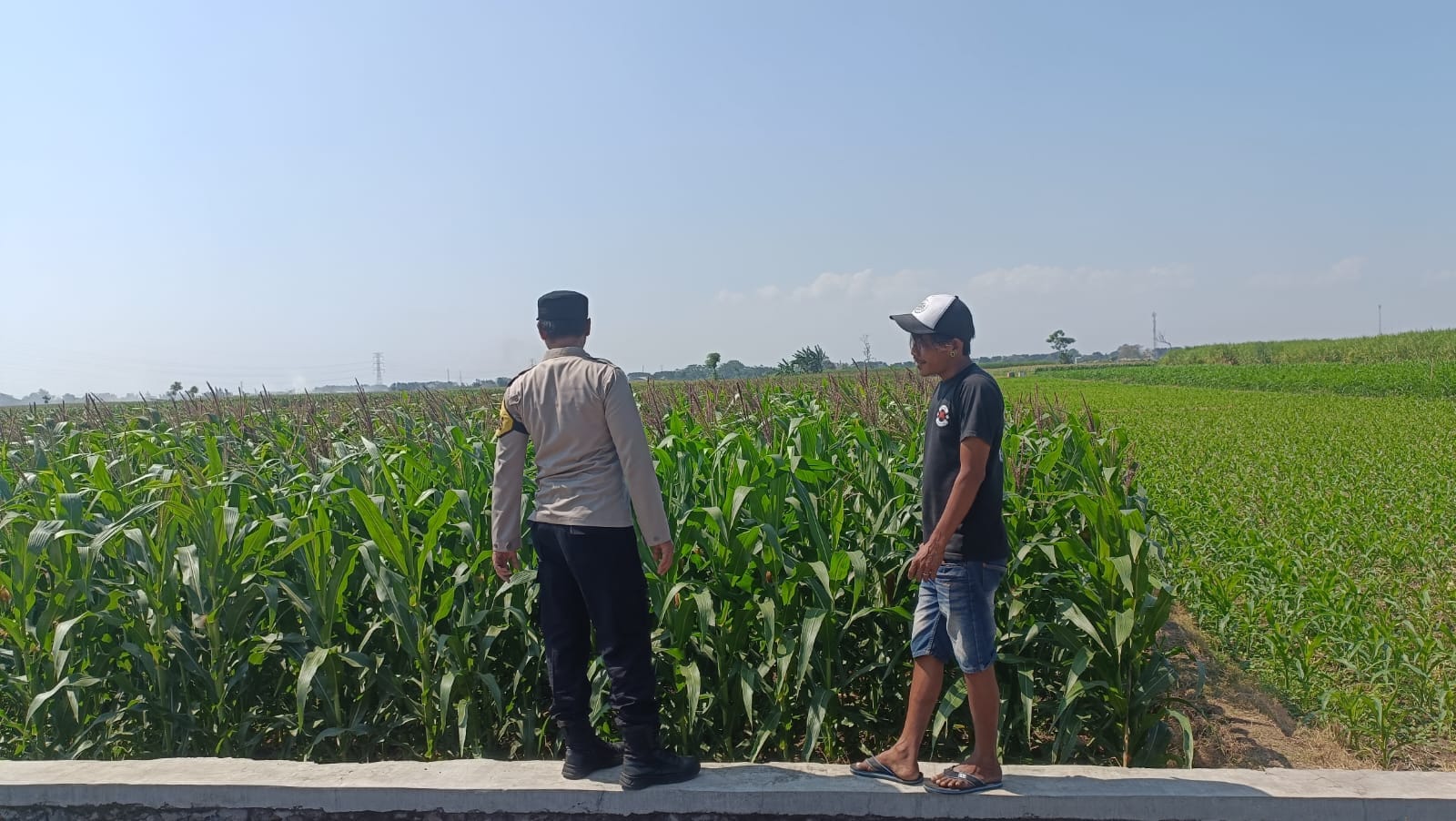 Dukung Program Presiden, Polisi Intensif Dampingi Petani Jagung di Probolinggo Kota