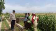Polri Kawal Jagung Tumbuh Subur, Ketahanan Pangan Nasional Jadi Fokus Bersama