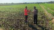 Dari Sawah untuk Ketahanan Pangan, Polisi Bangun Kedekatan dengan Petani Kademangan