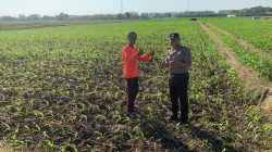 Dari Sawah untuk Ketahanan Pangan, Polisi Bangun Kedekatan dengan Petani Kademangan