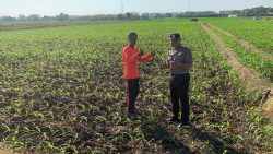 Dari Sawah untuk Ketahanan Pangan, Polisi Bangun Kedekatan dengan Petani Kademangan