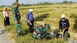 Pembinaan Lingkungan Hidup, Kodim Bojonegoro Tanam Ribuan Pohon Kayu Putih dan Balsa