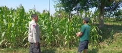 Bhabinkamtibmas Wonomerto Turun ke Lahan Jagung, Pastikan Tanaman Tumbuh Optimal