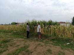 Polisi Sambangi Petani Jagung di Triwung Lor, Siap Bantu Penanganan Hama hingga Pembersihan Lahan