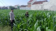 Petani Jagung Curhat ke Polisi, Masalah Hama hingga Pertanian Siap Ditindaklanjuti