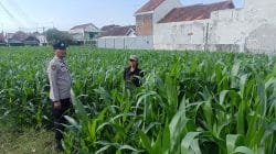 Petani Jagung Curhat ke Polisi, Masalah Hama hingga Pertanian Siap Ditindaklanjuti Petani Jagung Curhat ke Polisi, Masalah Hama hingga Pertanian Siap Ditindaklanjuti