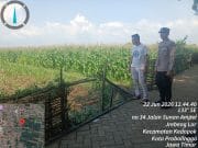Dukung Program Pemerintah, Polisi Pantau Pertumbuhan Jagung Kelompok Tani Pakis Jaya