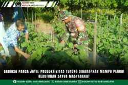 Babinsa Panca Jaya: Produktivitas Terong Diharapkan Mampu Penuhi Kebutuhan Sayur Masyarakat